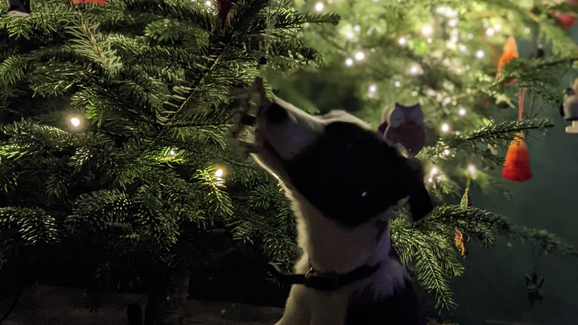 Our dog, Arley