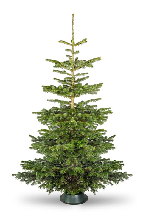 Photo of a Deluxe Nordmann Fir Christmas Tree