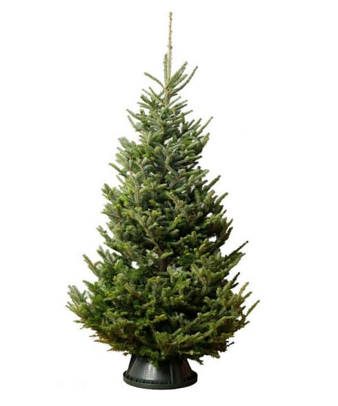 Photo of a Fraser Fir Christmas Tree